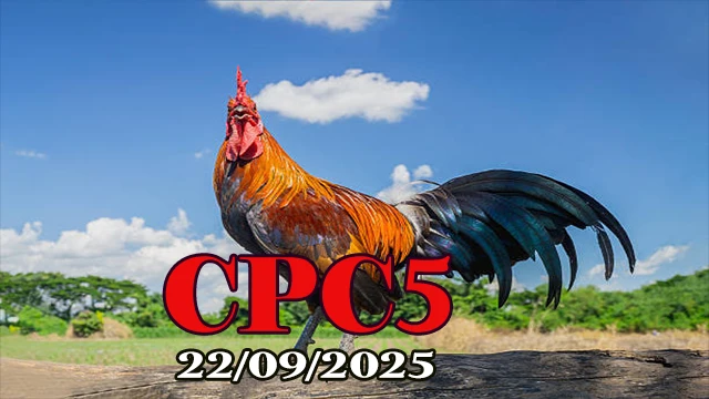 Xem lại clip đá gà trực tiếp C5 hôm nay 22/09/2025