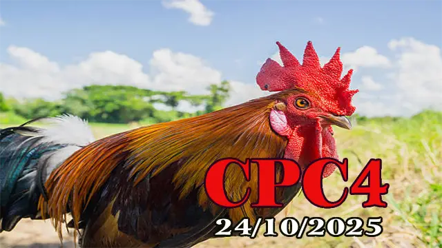Xem lại video đá gà Thomo C4 ngày 24/10/2025