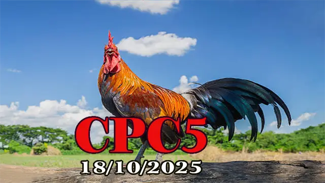 Clip phát lại đá gà Thomo C5 ngày 18/10/2025