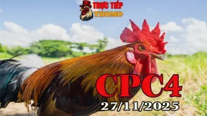 Link Xem Video Đá Gà Trực Tiếp CPC4 Hôm Nay 27112025 Nét Nhất