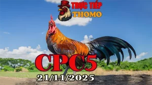 Xem video phát lại đá gà Thomo CPC5 21112025 trực tiếp HD