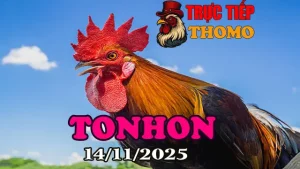 Xem trực tiếp đá gà Tonhon hôm nay phát lại ngày 14/11/2025