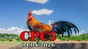 Tổng Hợp Video Clip Đá Gà Thomo CPC5 Ngày 04042026