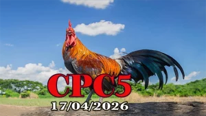 Video đá gà trực tiếp Thomo CPC5 ngày 17042026