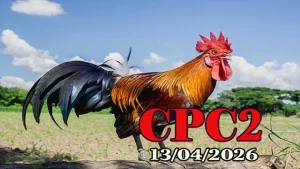 Xem clip đá gà trực tiếp CPC2 ngày 13042026