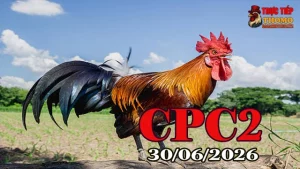 Tổng Hợp Clip Đá Gà Trực Tiếp CPC2 Ngày 30062026