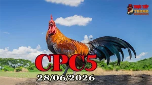 Video đá gà Thomo CPC5 ngày 28062026 mới nhất
