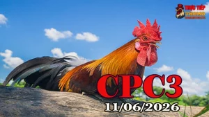 Xem clip đá gà Thomo CPC3 ngày 11062026 chất lượng HD