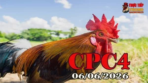 Xem video đá gà trực tiếp Thomo CPC4 ngày 06062026