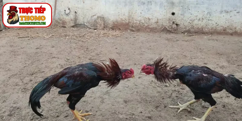 Bí Quyết Đúc Gà Đá Chân Sâu Tạo Nên Chiến Kê Huyền Thoại 1 Bí quyết đúc gà đá chân sâu từ tông giống bố mẹ