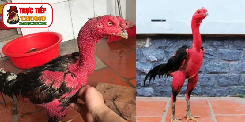 Cách Vào Nghệ Cho Gà Chọi - Bí Quyết Gia Truyền Của Sư Kê 1 Cách vào nghệ cho gà chọi đạt chuẩn