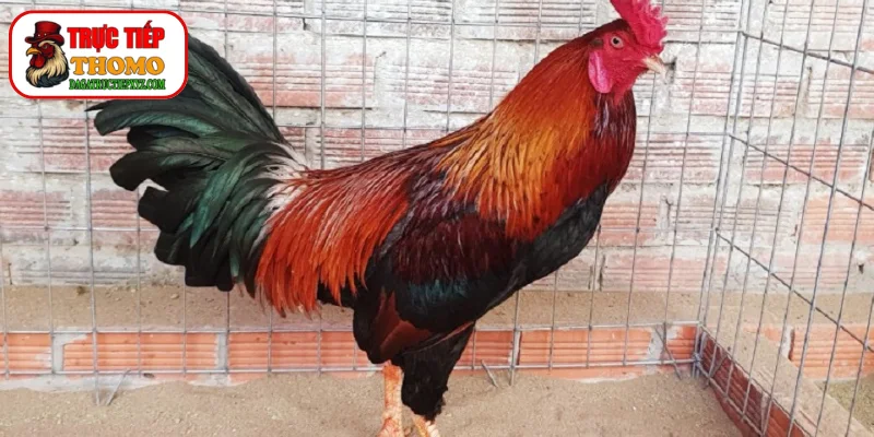 Cách Xả Nghệ Và Phục Hồi Sau Đá - Bí Kíp Chuẩn Từ Cao Thủ 1 Cách xả nghệ và phục hồi sau đá chuẩn xác