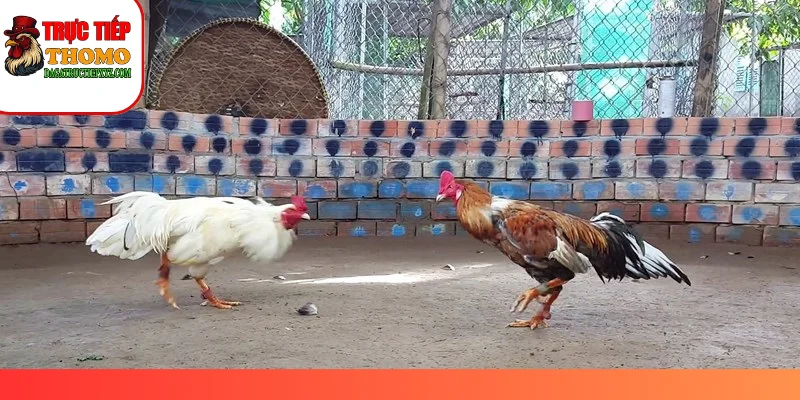 Phương Pháp Vần Gà Chọi Tơ - 4 Bí Kíp Bất Bại Cho Chủ Kê 4 Chế độ dinh dưỡng giàu đạm giúp gà tơ vạm vỡ