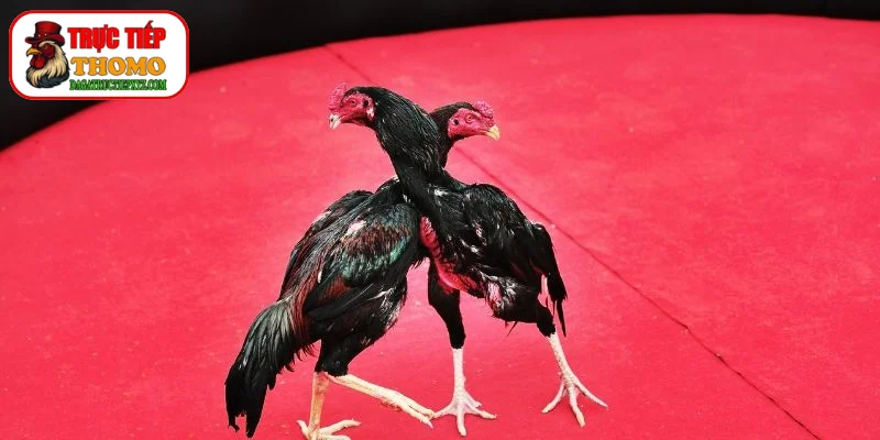 Cách Vào Nghệ Cho Gà Chọi - Bí Quyết Gia Truyền Của Sư Kê 2 Công thức phối trộn dược liệu dân gian gia truyền