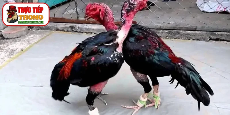 Quy trình om bóp khoa học theo hướng dẫn