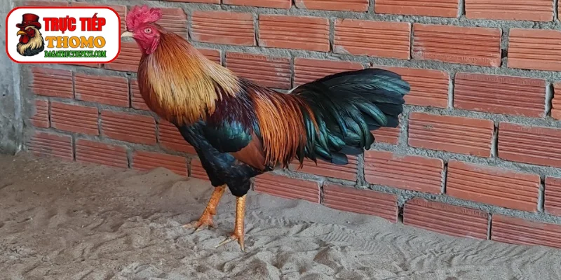 Cách Xả Nghệ Và Phục Hồi Sau Đá - Bí Kíp Chuẩn Từ Cao Thủ 2 Quy trình phục hồi khoa học cho gà đá