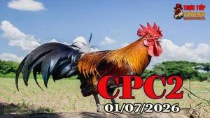 Video đá gà Thomo CPC2 ngày 01072026